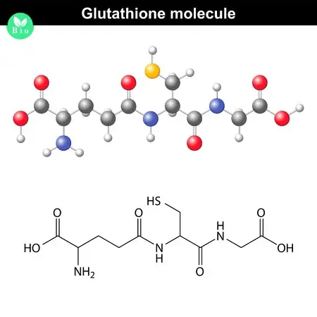 glutathione molecule